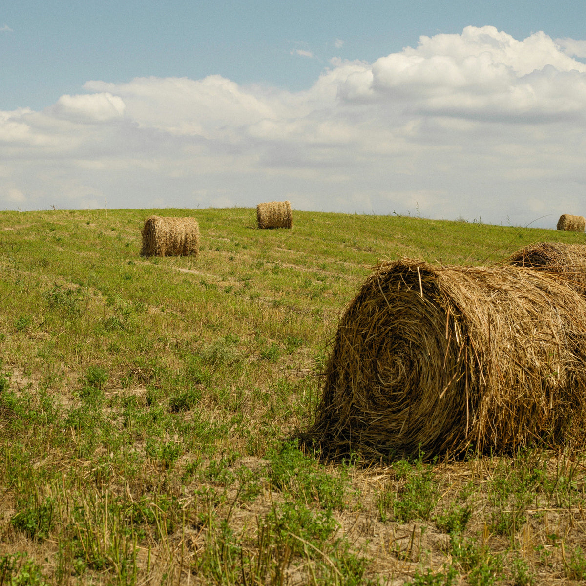 Farm & Ranch
