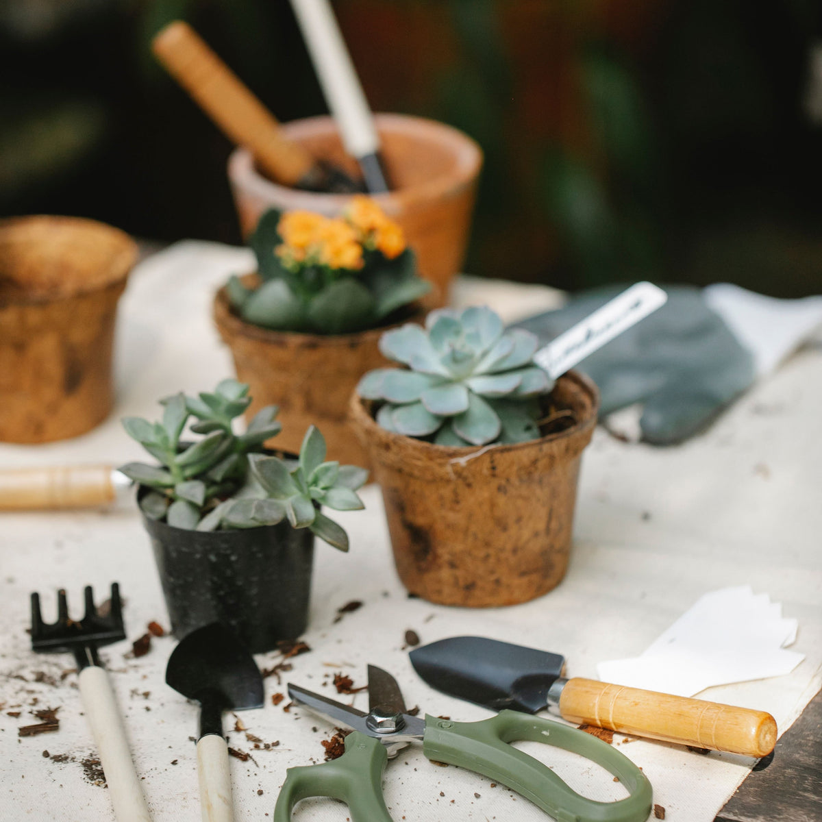 Gardening & Lawn Care