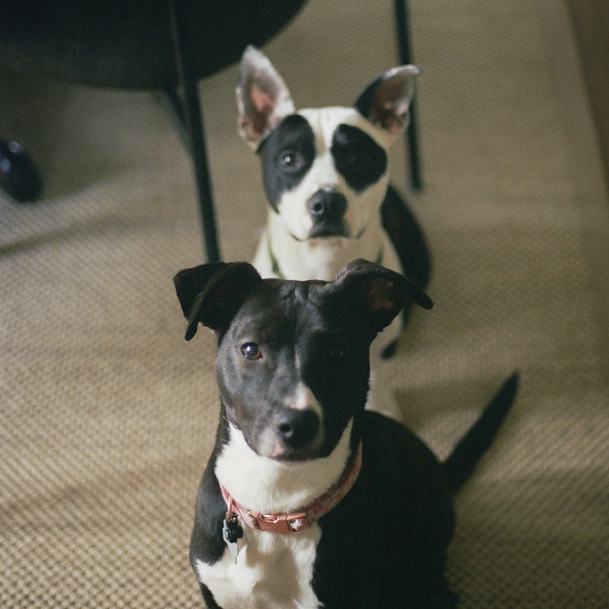 Dogs