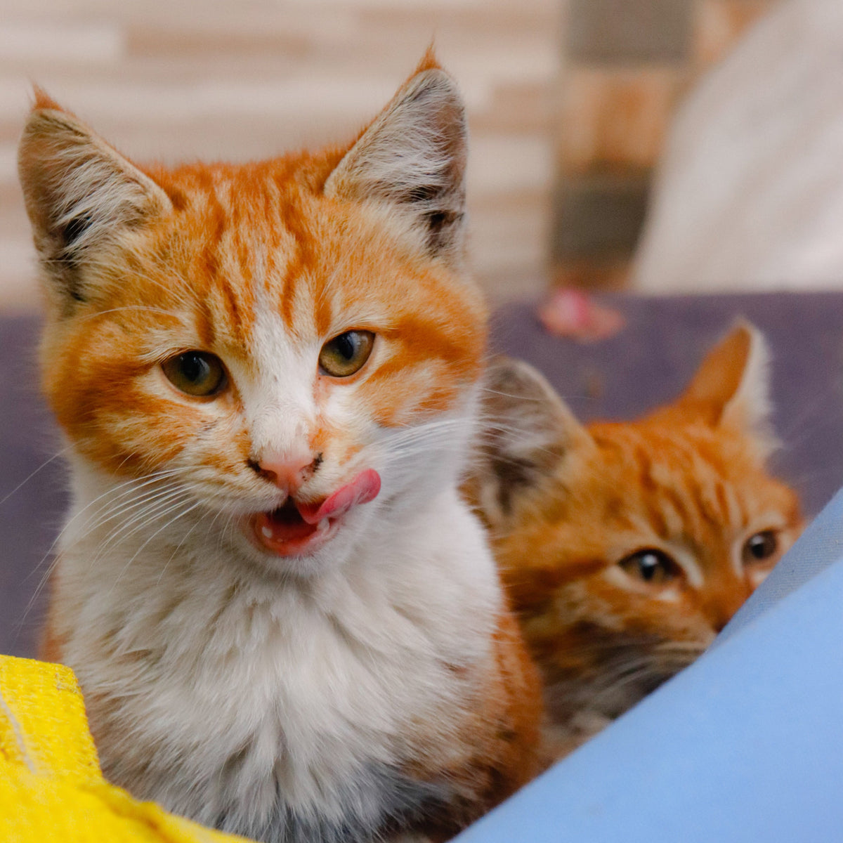 Cats